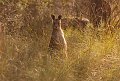 roo in grass